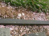 image of grave number 684276